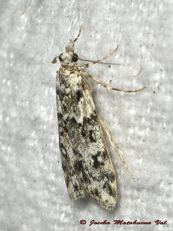 Eudonia delunella ? - Crambidae - No,  Eudonia lineola